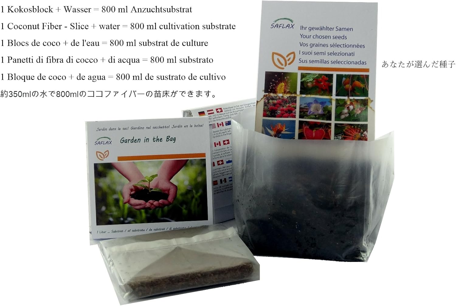 SAFLAX - Garden in the bag - African Baobab - 6 seeds - Adansonia digitata - Image 3