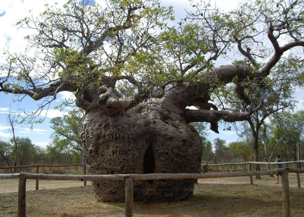 SAFLAX - Garden in the bag - African Baobab - 6 seeds - Adansonia digitata - Image 6