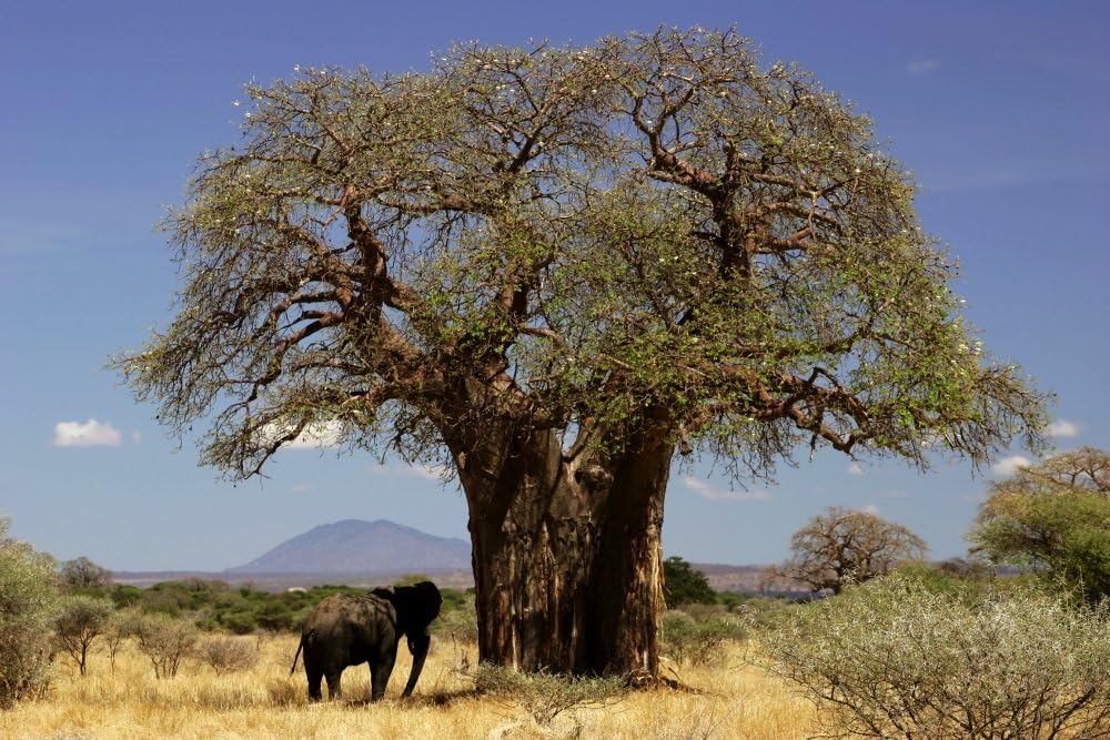SAFLAX - Garden in the bag - African Baobab - 6 seeds - Adansonia digitata - Image 8