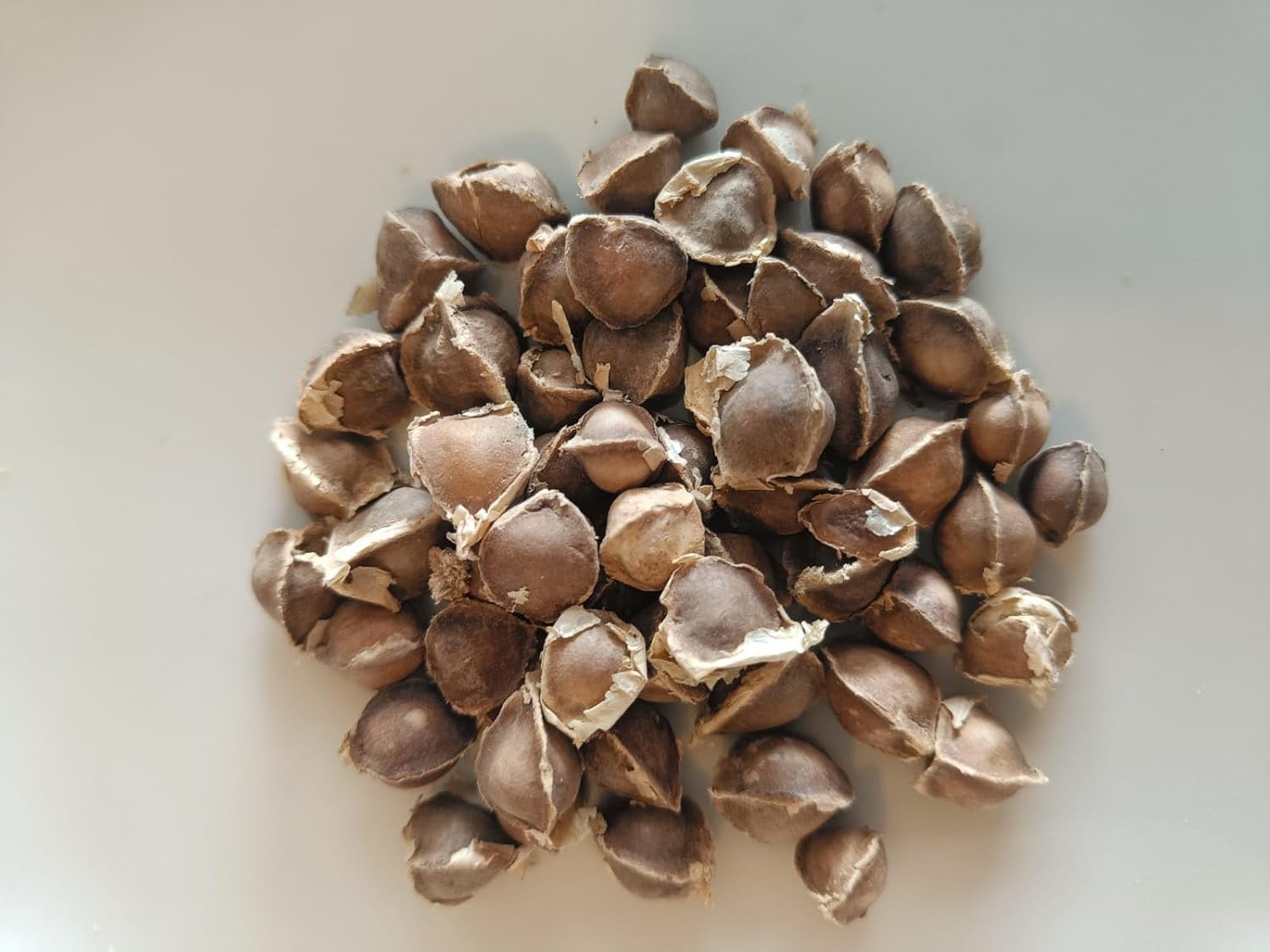 Moringa Seed - Image 4