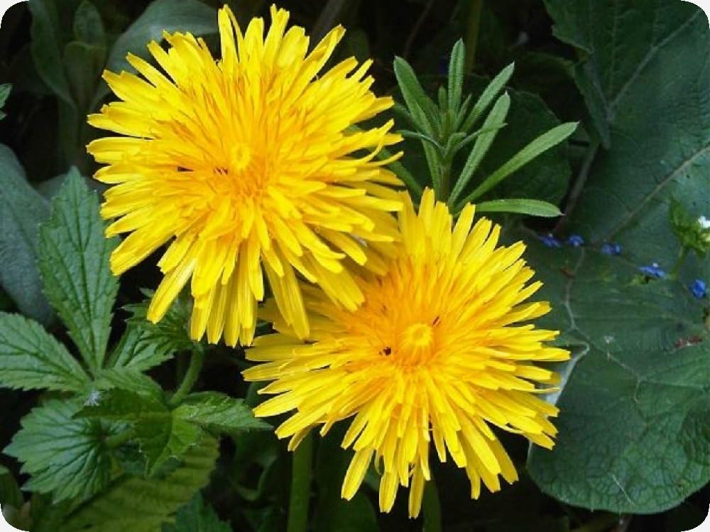 SAFLAX - Dandelion - 200 seeds - Taraxacum officinale - Image 6