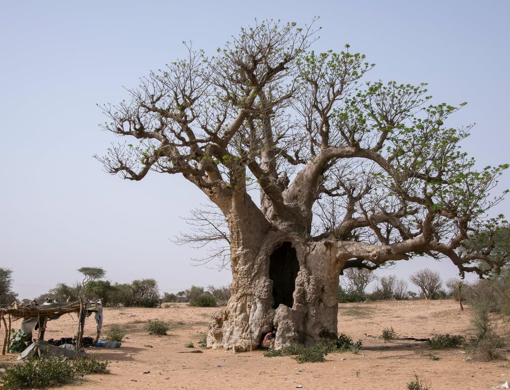 Lais Puzzle Baobab inside Senegal 1000 pieces - Image 3