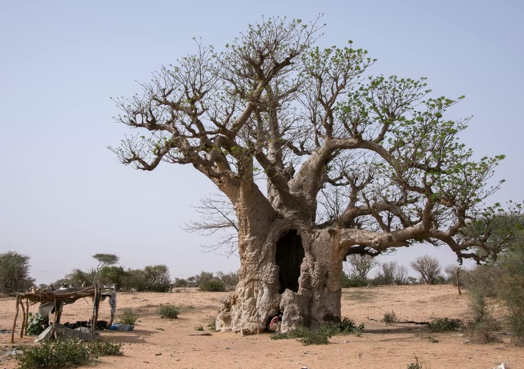 Lais Puzzle Baobab inside Senegal 1000 pieces - Image 4