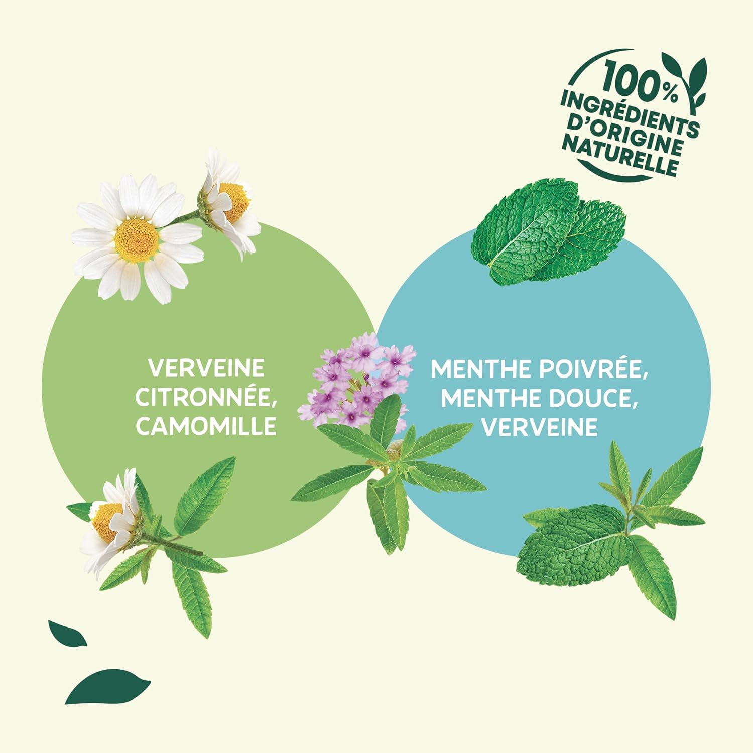 Elephant | Lemon Verbena Infusion, Chamomile | 20 Pyramid® Herbal Tea Bags | Wellness and Relaxation | 100% Natural Ingredients (Pack of 2) - Image 5