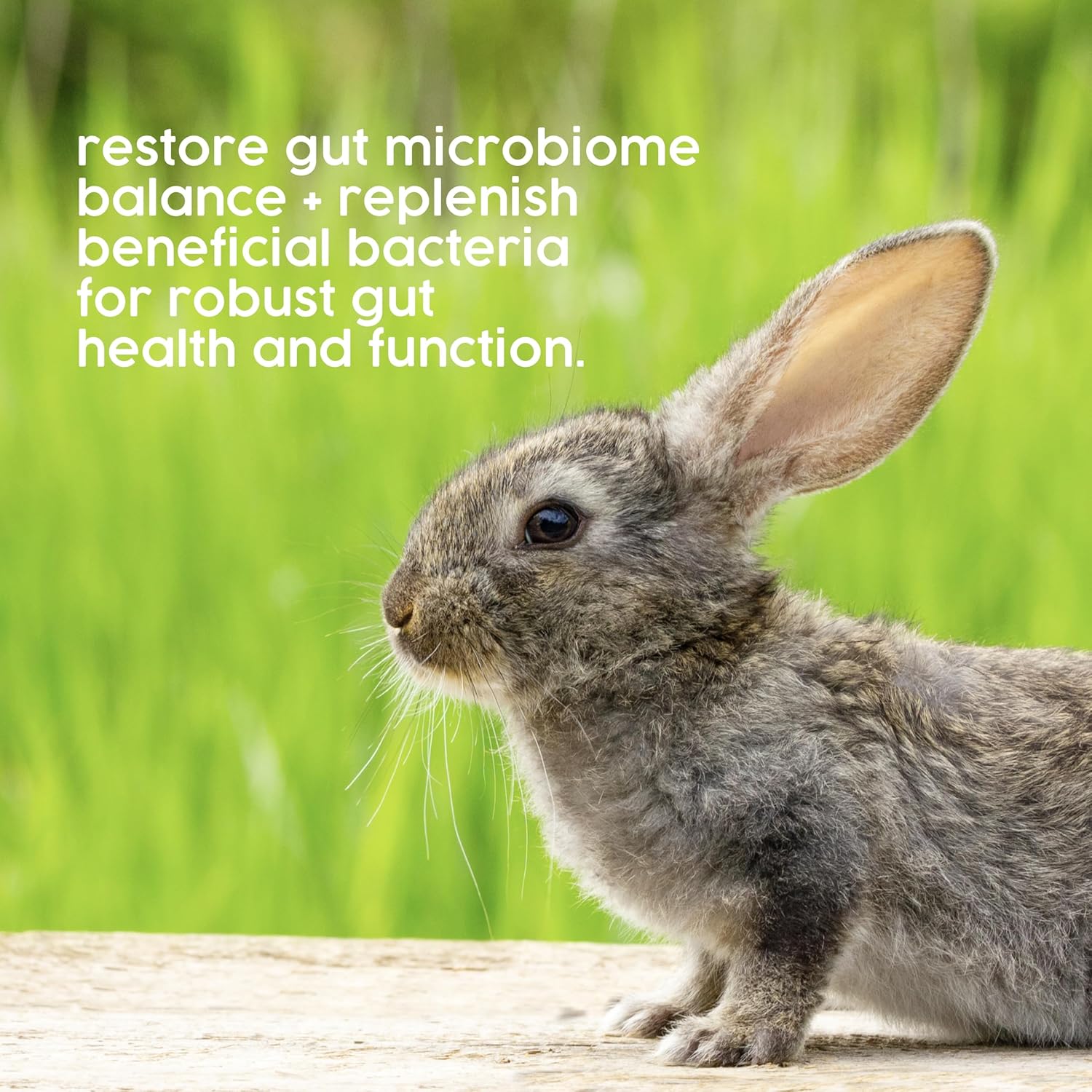 Protum Probiotic Rabbit Paste - Carrot Flavour for Guinea Pigs & Small Animals, Supports Gut Health, Digestive Balance, Accurate Syringe - Easy to Use, 15ml - Image 5