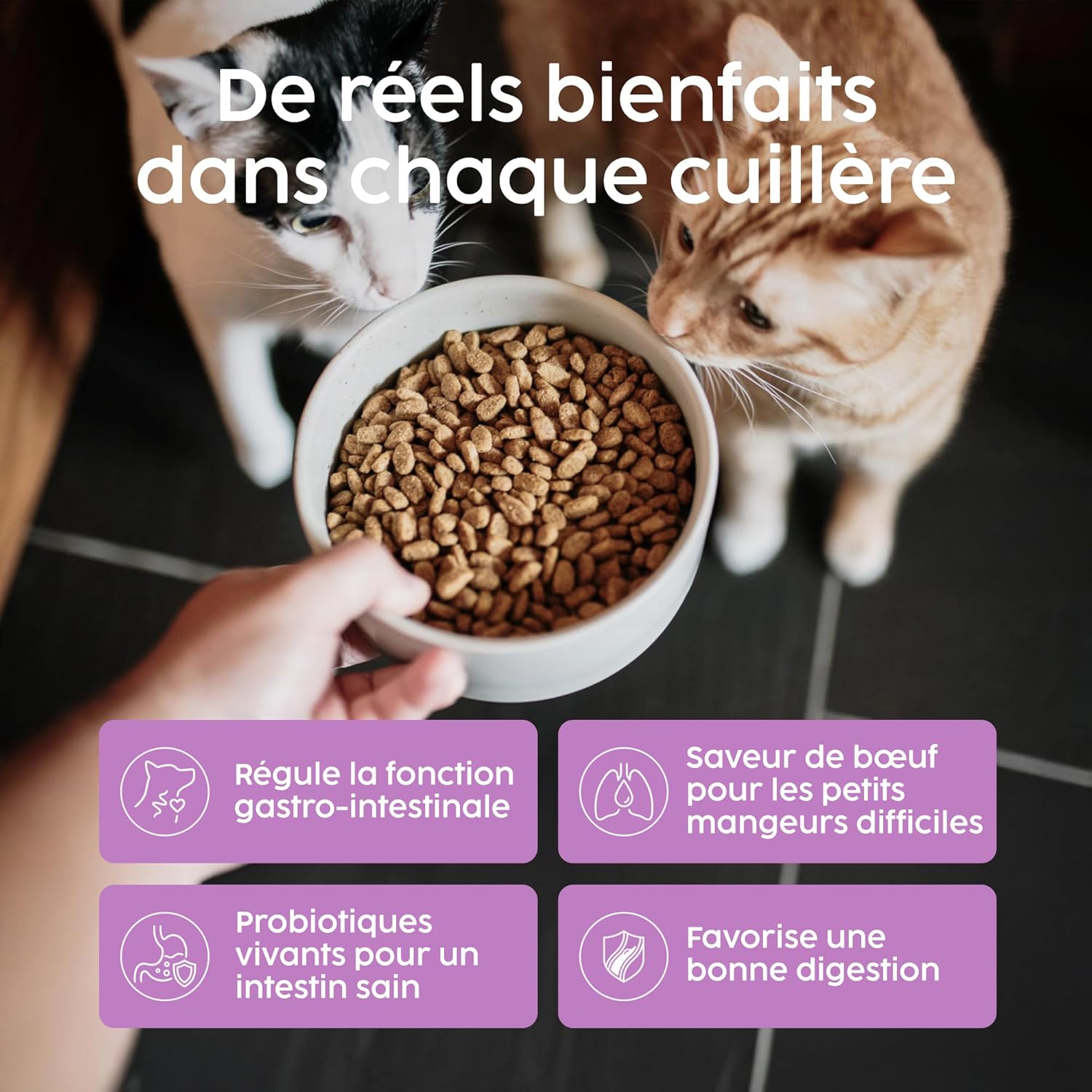 Probiotic Powder for Cats 100g - Digestive Care and Gut Health Support for Cats and Kittens, Probiotics for Cats Containing Enterococcus faecium - Image 4