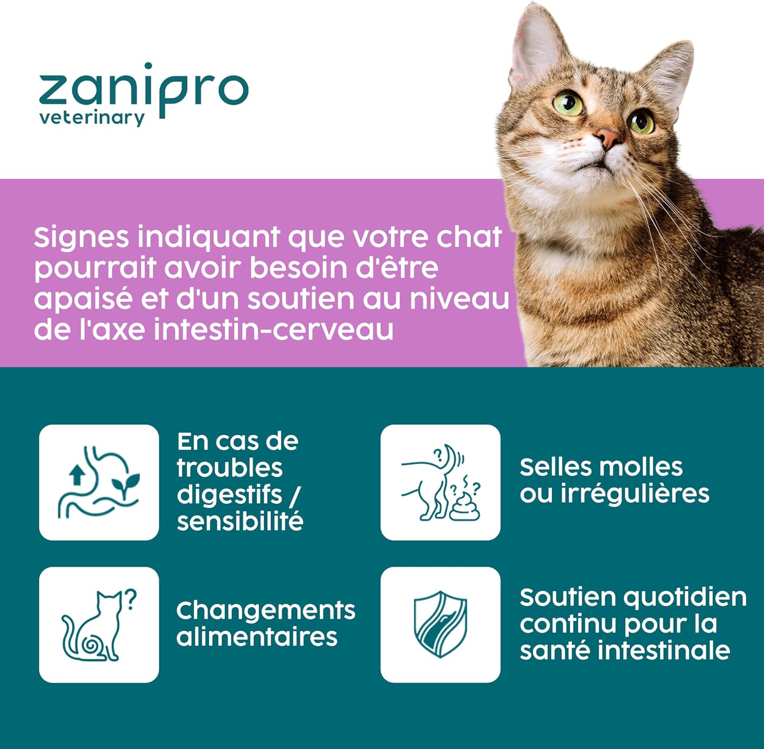 Probiotic Powder for Cats 100g - Digestive Care and Gut Health Support for Cats and Kittens, Probiotics for Cats Containing Enterococcus faecium - Image 6