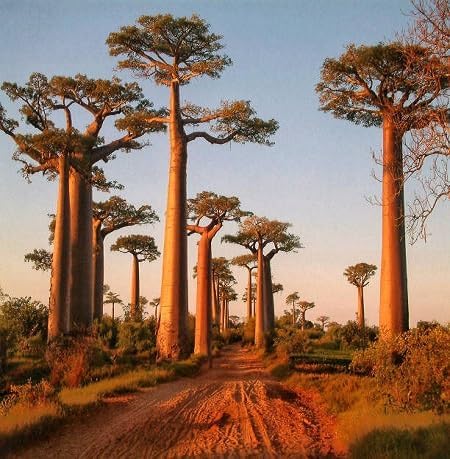 20 Baobab Seeds - Image 2