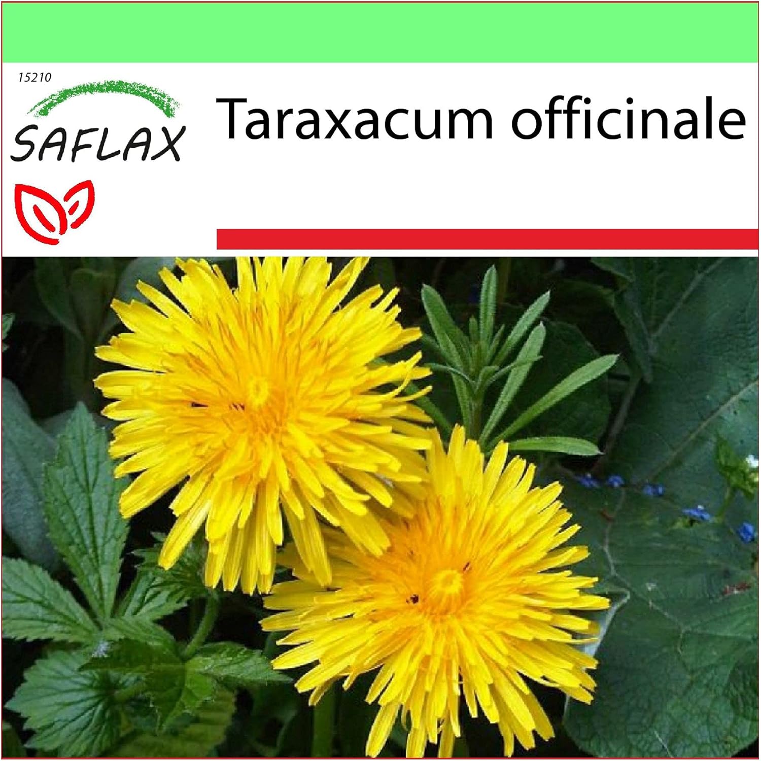 SAFLAX - Dandelion - 200 seeds - Taraxacum officinale - Image 2