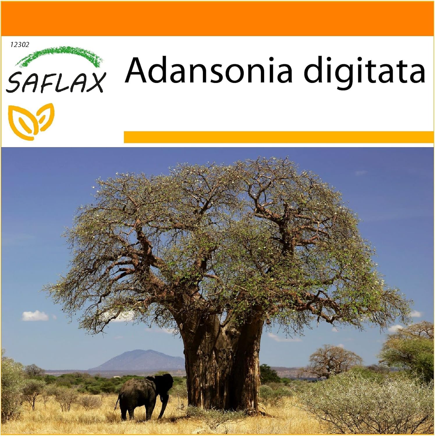 SAFLAX - Garden in the bag - African Baobab - 6 seeds - Adansonia digitata - Image 2