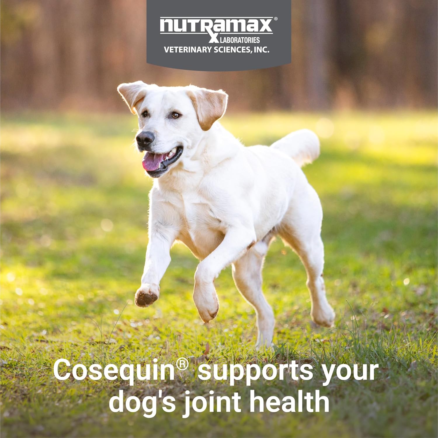 Nutramax -Cosequin 070077 Cosequin DS Plus MSM 60 Counting - Image 4