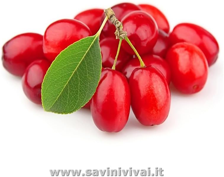 SAVINI VIVAI Goji Plant, Berry Plants, Potted Tree, 11 x 11 cm, Height 50 cm - Image 3