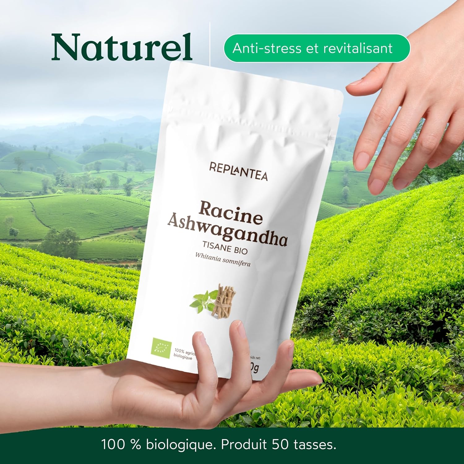 REPLANTEA Organic Ashwagandha Infusion 100g | Adaptogenic Herbal Tea for Stress and Anxiety | Natural Aid for Relaxation and Sleep | Withania Root Somnifera Bulk - Image 7