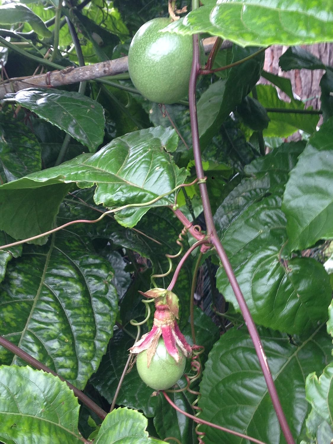MARACUJA-PASSIFLORA EDULIS SEEDS - Image 3