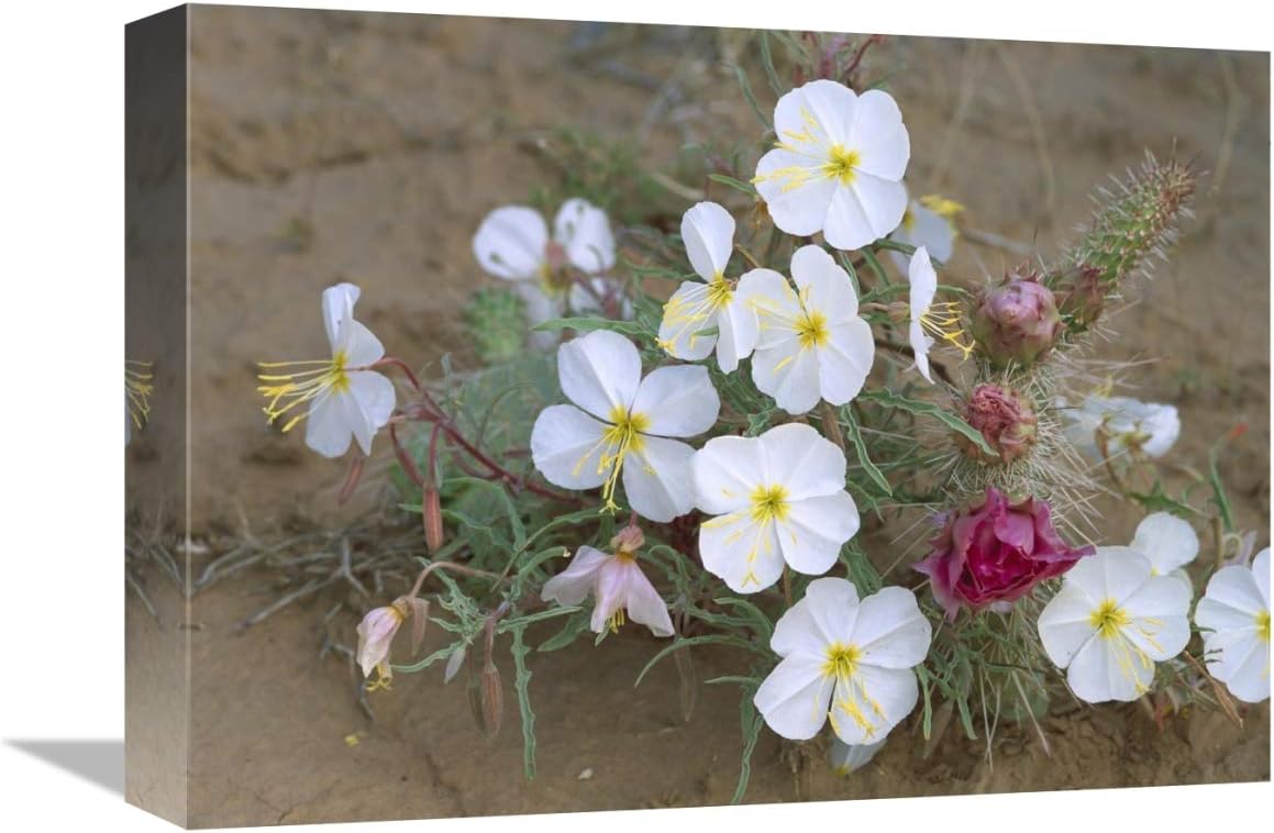 Global Evening Primrose with Grizzly Cactus North America Art Canvas 16x12 Inch - Image 2