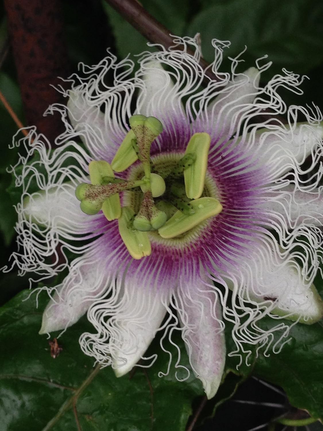 MARACUJA-PASSIFLORA EDULIS SEEDS - Image 2