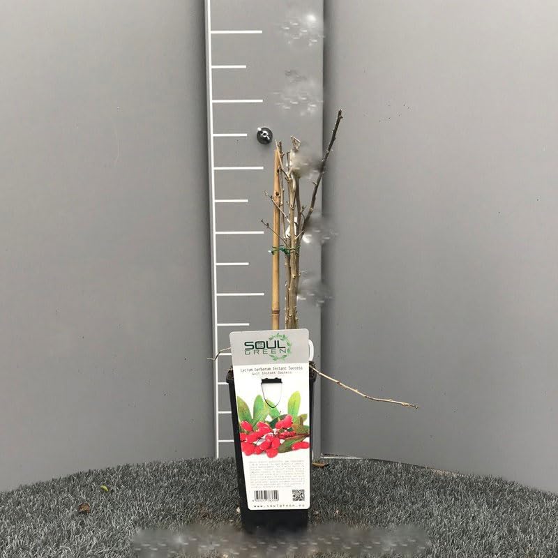 SAVINI VIVAI Goji Plant, Berry Plants, Potted Tree, 11 x 11 cm, Height 50 cm - Image 2
