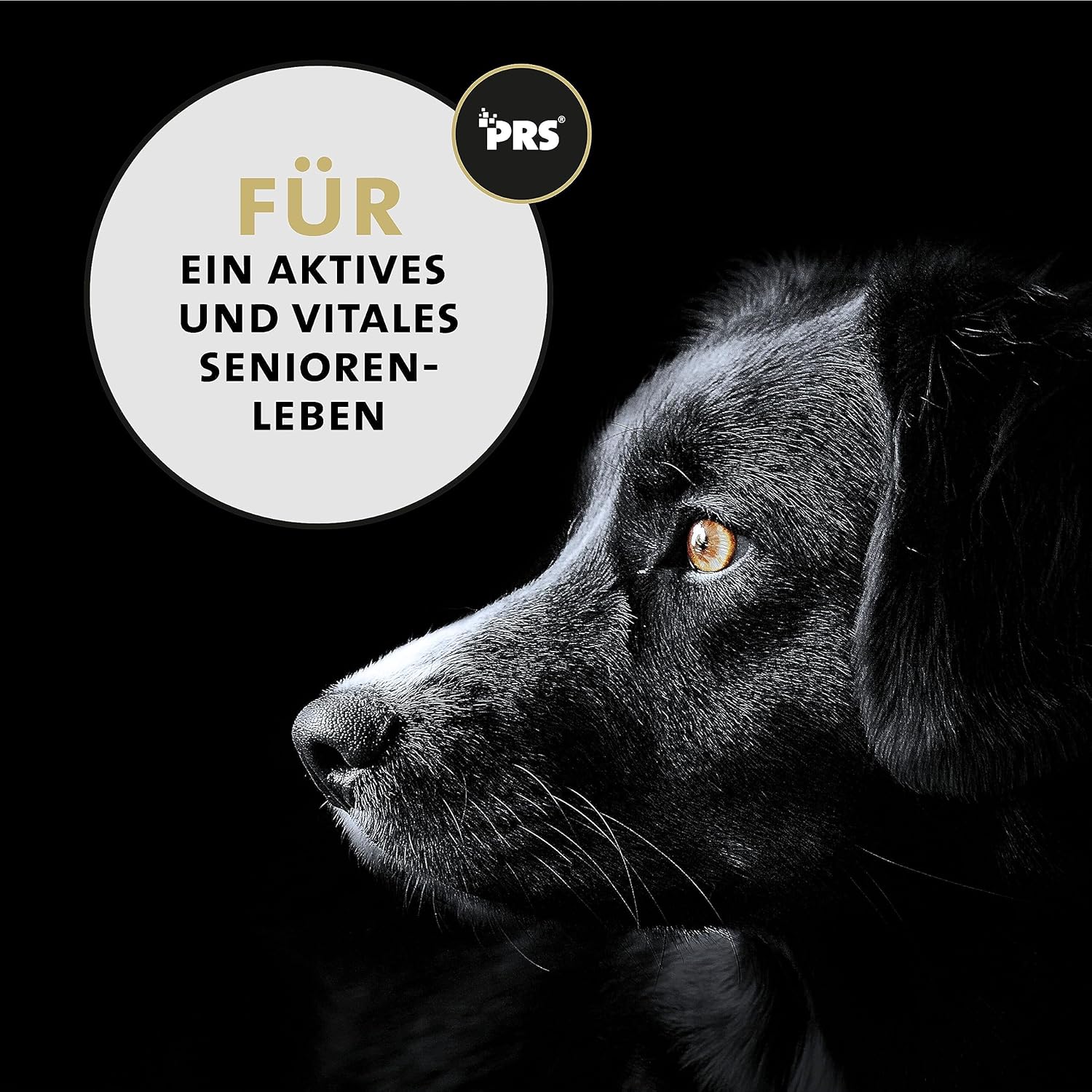 Peticare Senior Active Vital Mix Powder for Senior Dogs | Natural Food Supplement with Green Mussel, MSM, Turmeric | Immune Boosts & Deficiencies | petDog Health 2603 (125 g) - Image 7