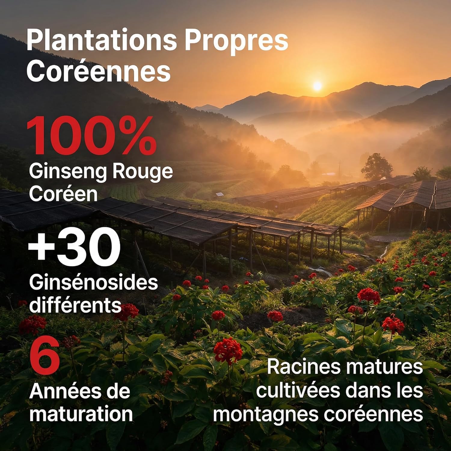 Korean Red Ginseng 1000mg | Panax Ginseng Maximum Concentration in Ginsenosides | Mental & Physical Energy | Natural Adaptogen | 50 Vegan Capsules Pure Essence - Image 6