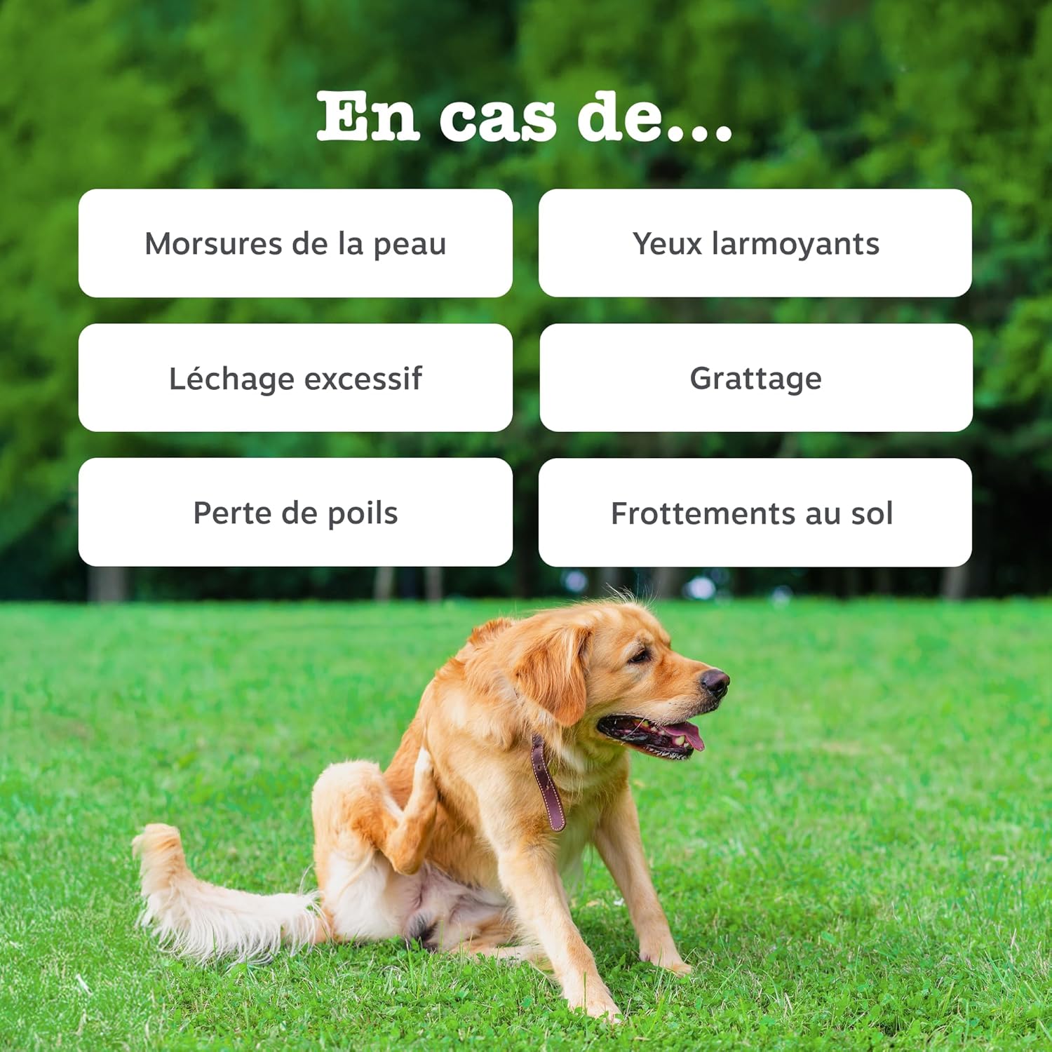 Zesty Paws Aller-Immune Dog Bites | Immune Support, Skin Care | Dry & Itchy Skin | Salmon Oil, Postbiotics, Probiotics | Daily Use | 90 Bites - Image 3