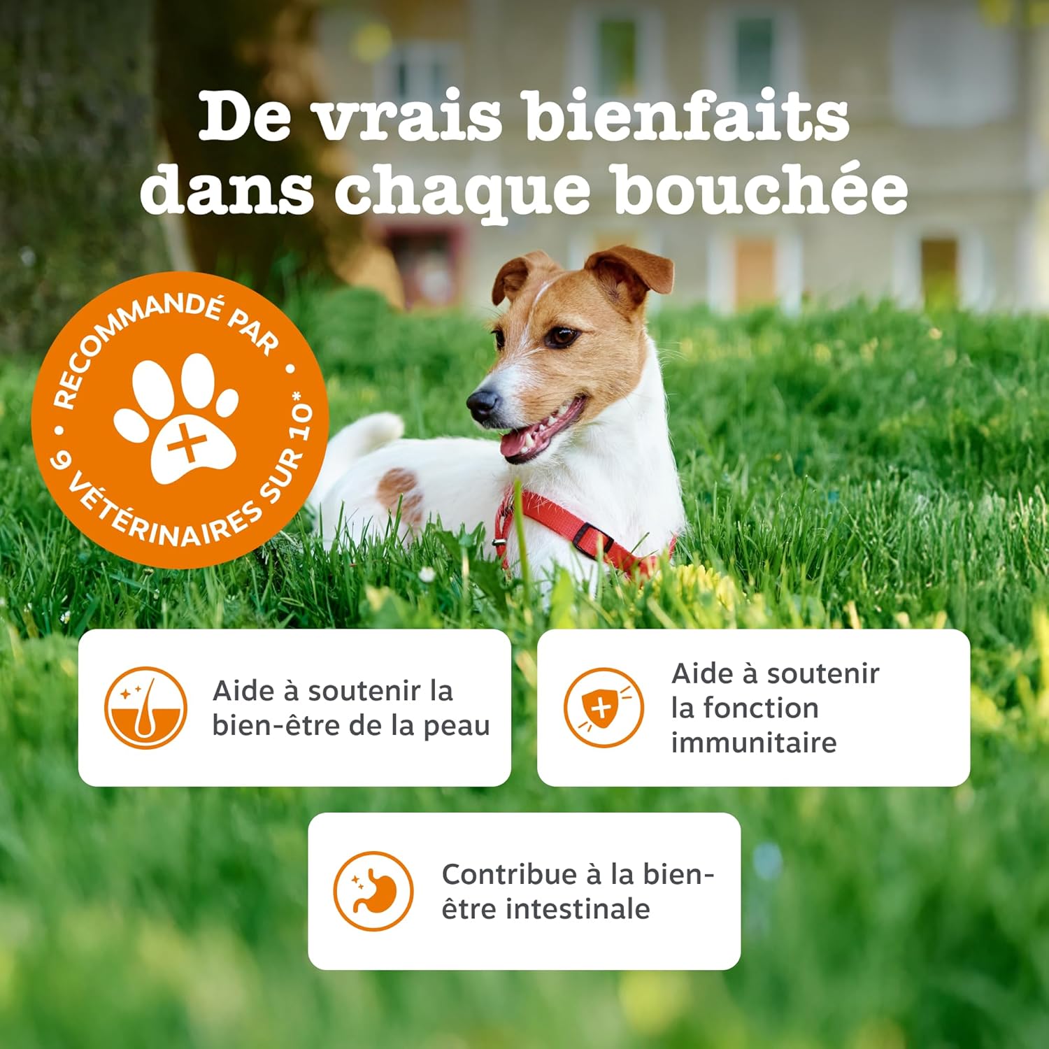 Zesty Paws Aller-Immune Dog Bites | Immune Support, Skin Care | Dry & Itchy Skin | Salmon Oil, Postbiotics, Probiotics | Daily Use | 90 Bites - Image 4
