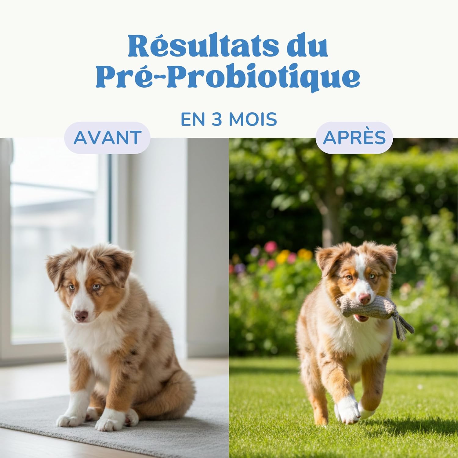 Dog Probiotic for Gut Health and Nutrient Absorption, Cat Probiotic with 1 Billion CFUs to Reduce Inflammation, Gas and Strengthen the Immune System - Image 6