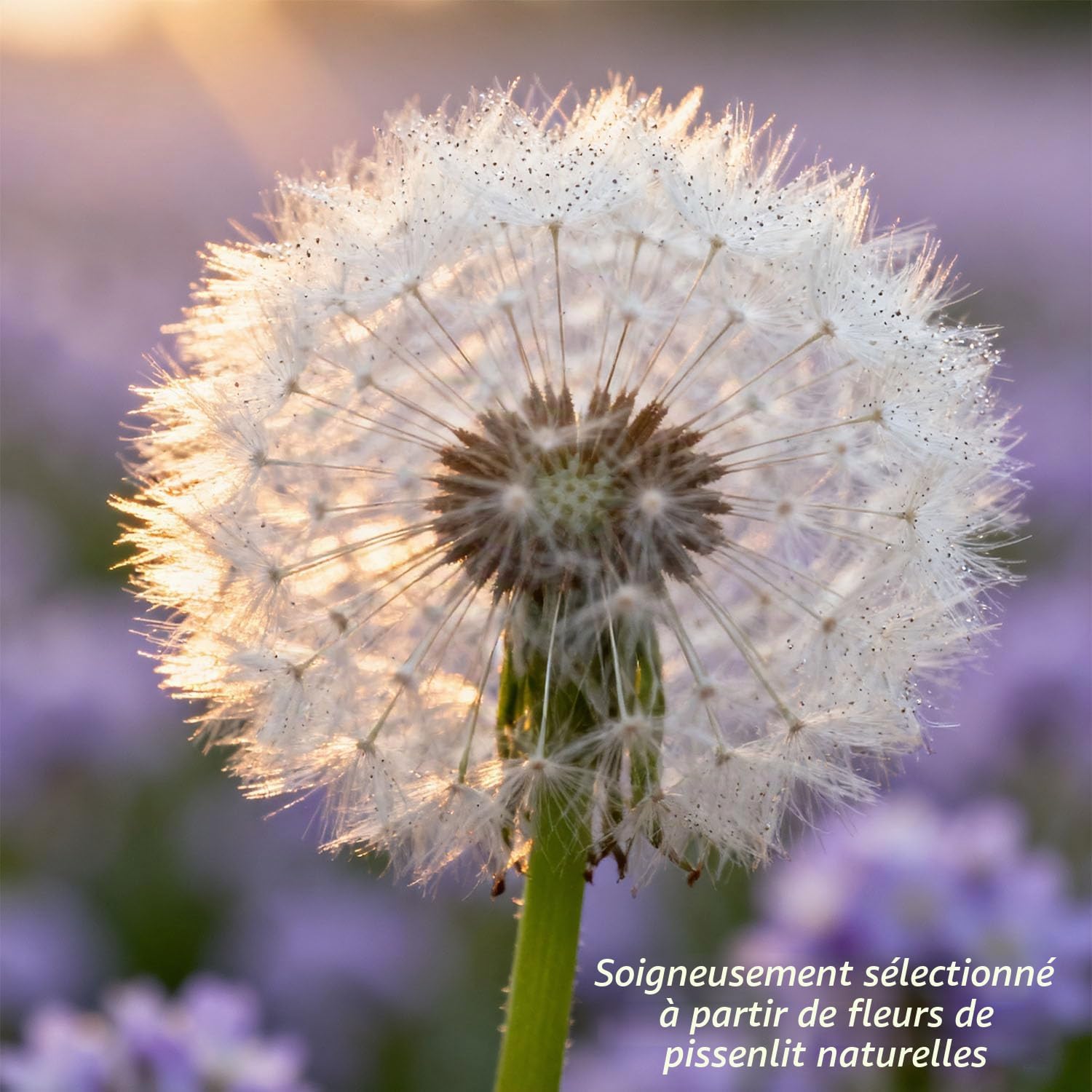 Special gift idea, dandelion in glass, birthday gifts for women, good luck and small gift for girlfriend, decorative gift in glass, floral gift - Image 5