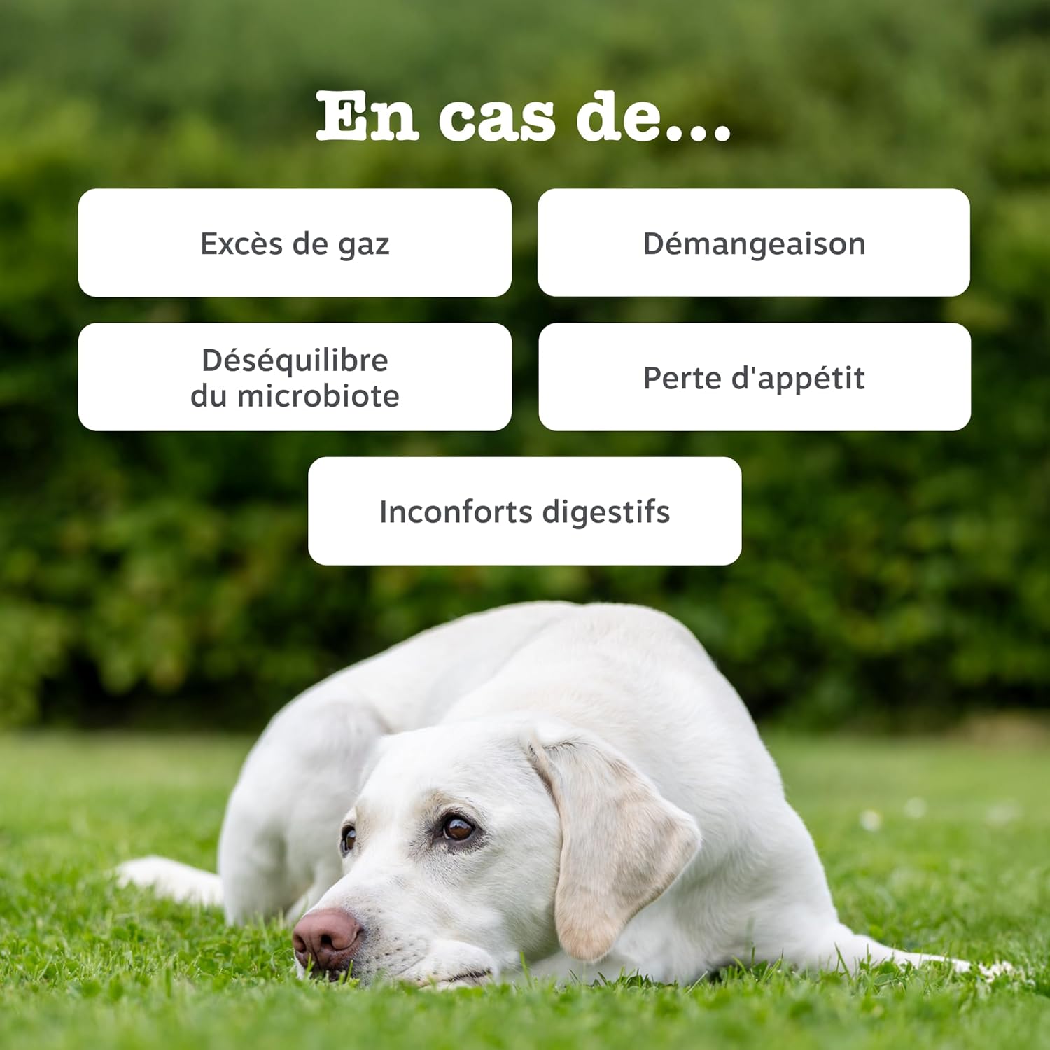 Zesty Paws Dog Probiotic Bites | Supports Digestion, Intestinal Balance, Immune System | Prebiotics, Probiotics, Postbiotics | Daily Use | 90 Bites - Image 3