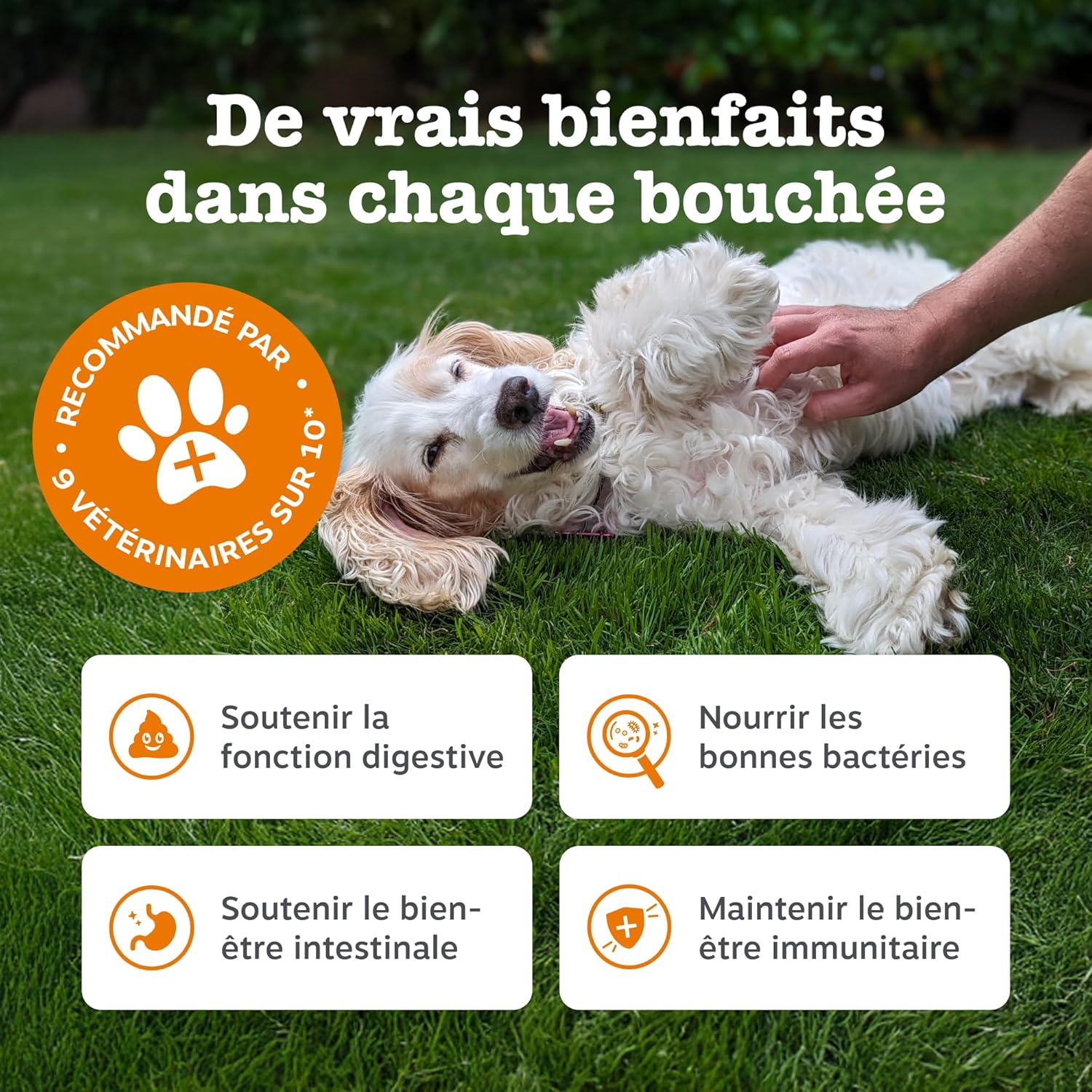 Zesty Paws Dog Probiotic Bites | Supports Digestion, Intestinal Balance, Immune System | Prebiotics, Probiotics, Postbiotics | Daily Use | 90 Bites - Image 4