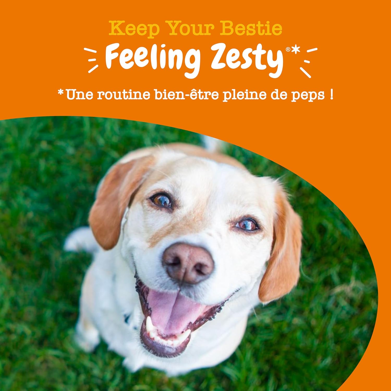 Zesty Paws Dog Probiotic Bites | Supports Digestion, Intestinal Balance, Immune System | Prebiotics, Probiotics, Postbiotics | Daily Use | 90 Bites - Image 11