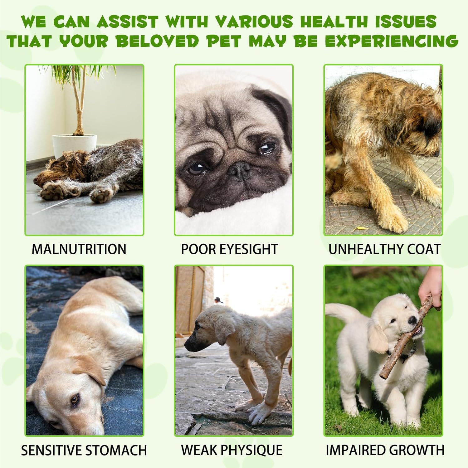 Probiotics for Dogs - 120ml Liquid Probiotic for Dogs for Gut Health and Digestion, Easy to Absorb Probiotics Dog Bau Probiotic and Gut Health Dog, All - Image 4
