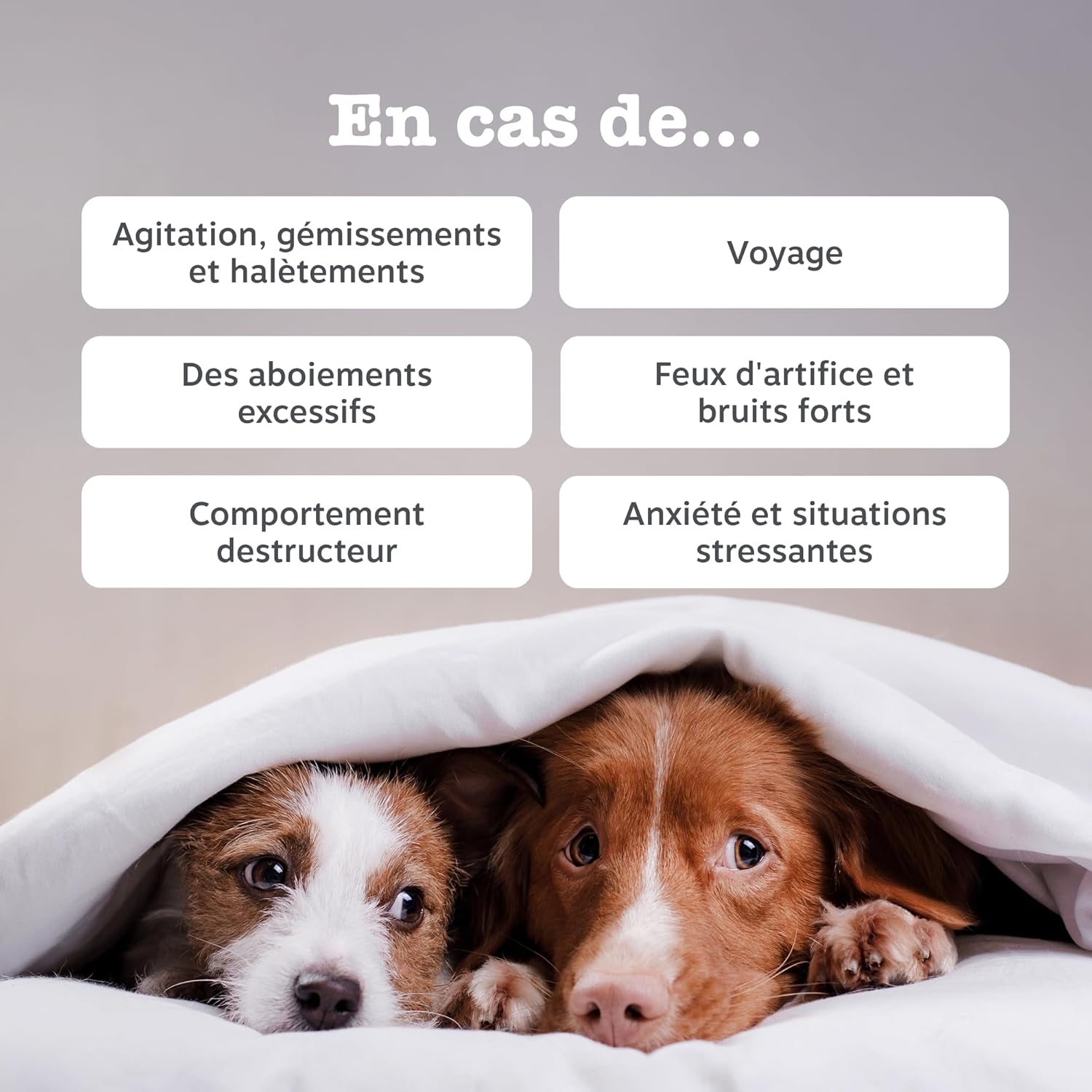 Zesty Paws Relaxing Bites Dog | Calm, Relaxation and Wellness | Against Stress, Hyperactivity and Separation Anxiety | Green Tea, Ashwagandha, L-Tryptophan | Daily Use | 90 Bites - Image 3