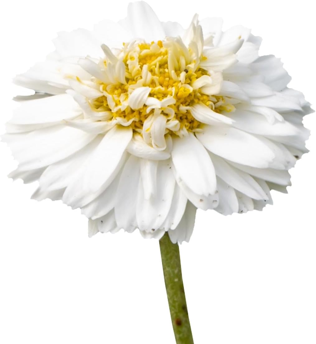 Organic Roman Chamomile - 5 ml - Premium Quality Essential Oil - 100% Pure, Natural, ChromaCert Guarantee - Chemotyped and Complete - La Compagnie des Sens - Image 3