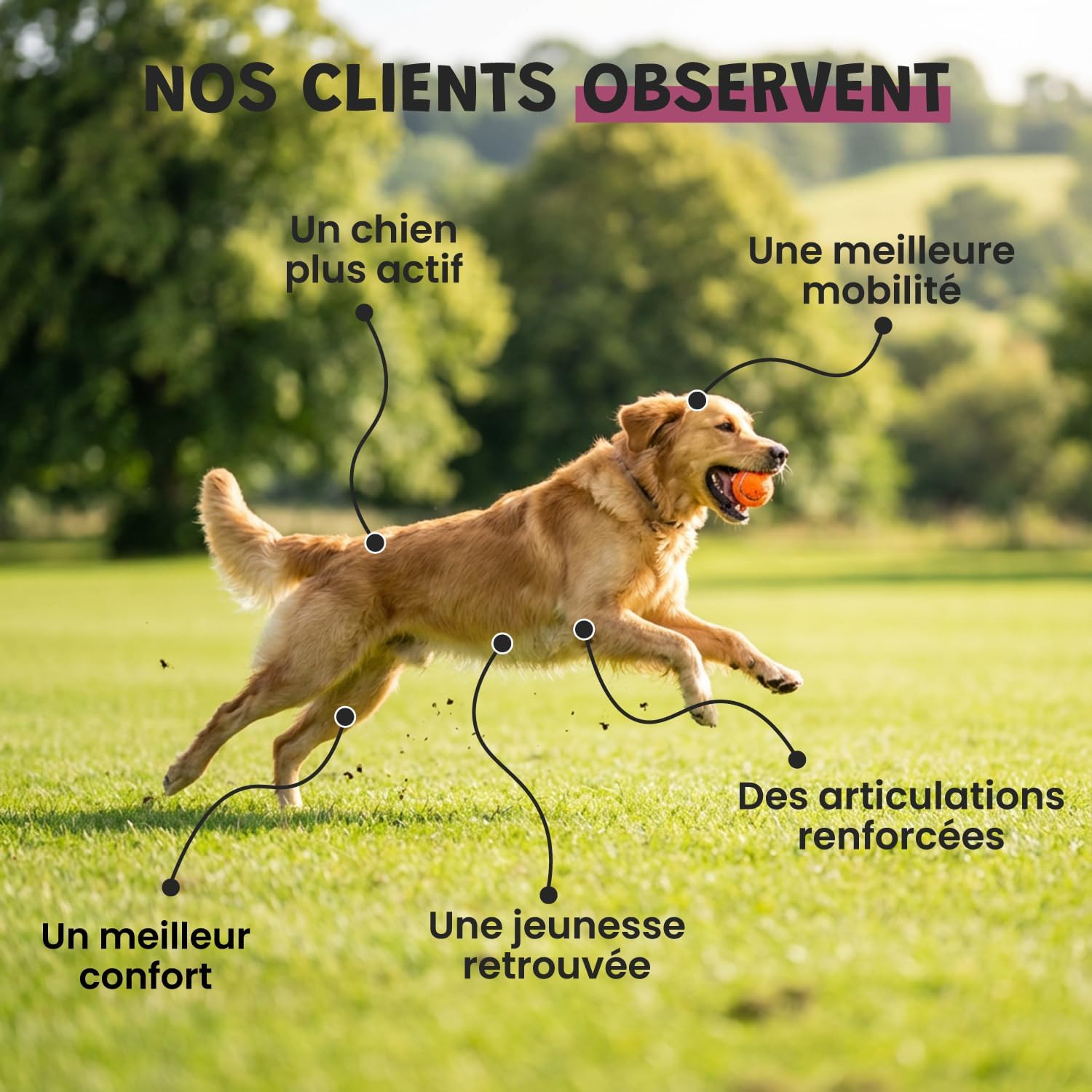Joints for Dogs and Cats - Anti-Arthrosis Food Supplement - Harpagophytum Glucosamine Chondroitin MSM Krill - Mobility & Flexibility - Formulated by Veterinarians - Made in France - Image 5