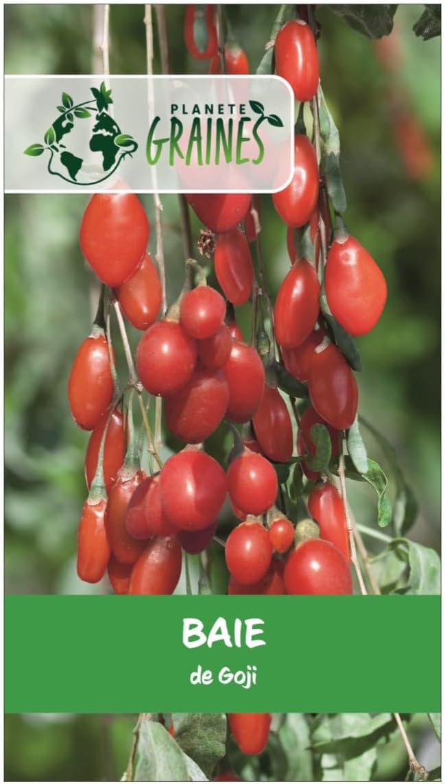 15 x Goji Berry Seeds - Lycium Barbarum - Happiness Fruit - Edible Fruit - Image 2