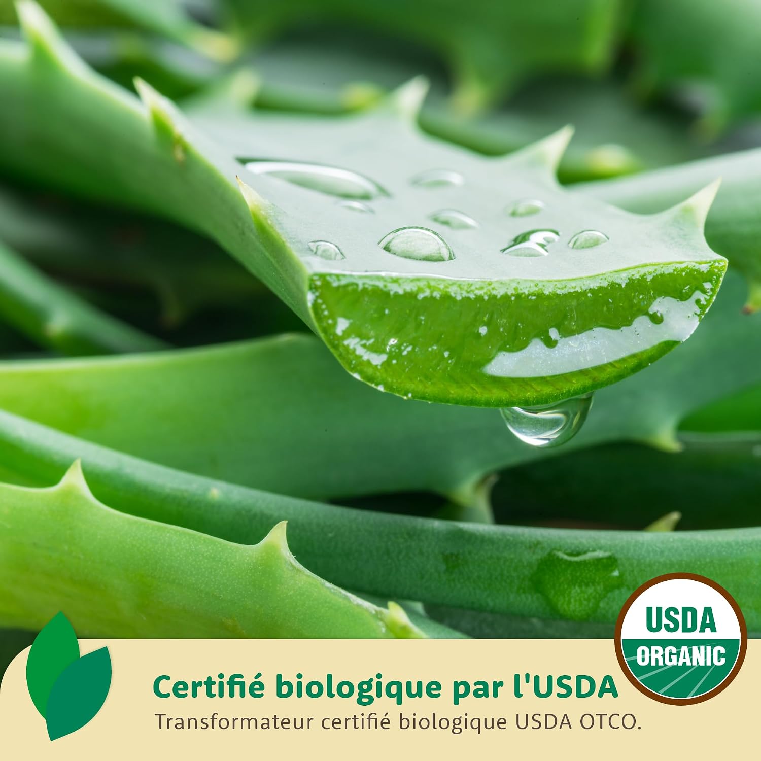 Ecla Skin Care (240 ml) Aloe Vera After Sun Gel, 100% Pure Aloe Vera Gel for Face, Body & Hair, Cold-Pressed Aloe Vera Juice, Organic & Soothing Aloe Vera Gel, Alcohol Free - Image 3