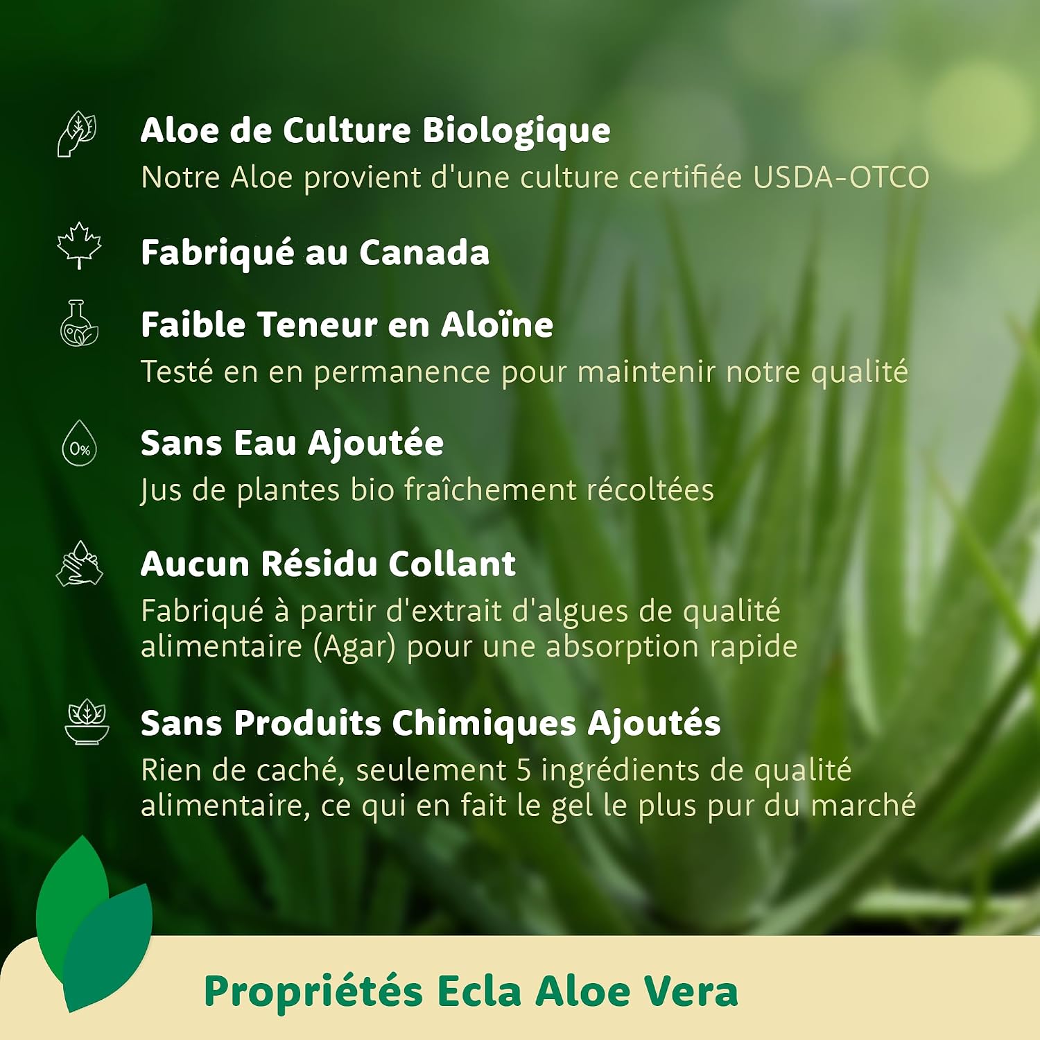 Ecla Skin Care (240 ml) Aloe Vera After Sun Gel, 100% Pure Aloe Vera Gel for Face, Body & Hair, Cold-Pressed Aloe Vera Juice, Organic & Soothing Aloe Vera Gel, Alcohol Free - Image 5
