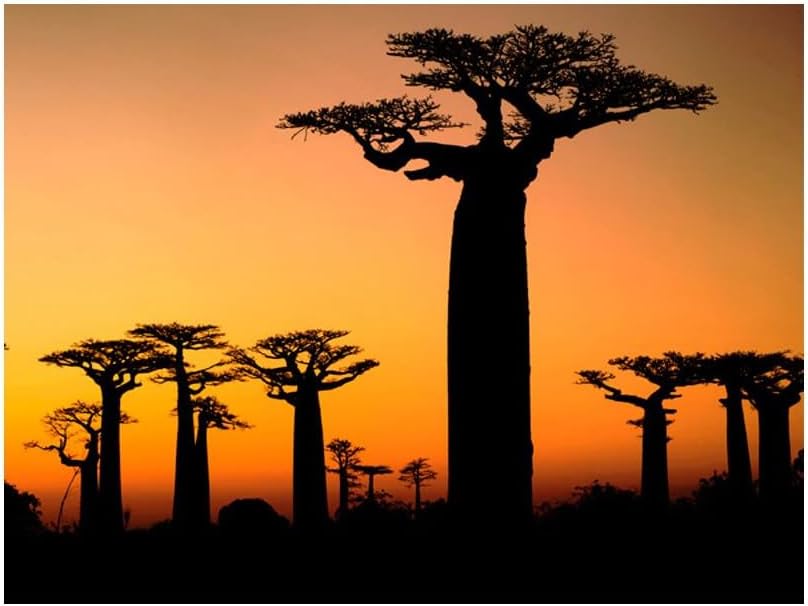 Paris Prix - African baobab wallpaper 231 X 300 Cm - Image 3