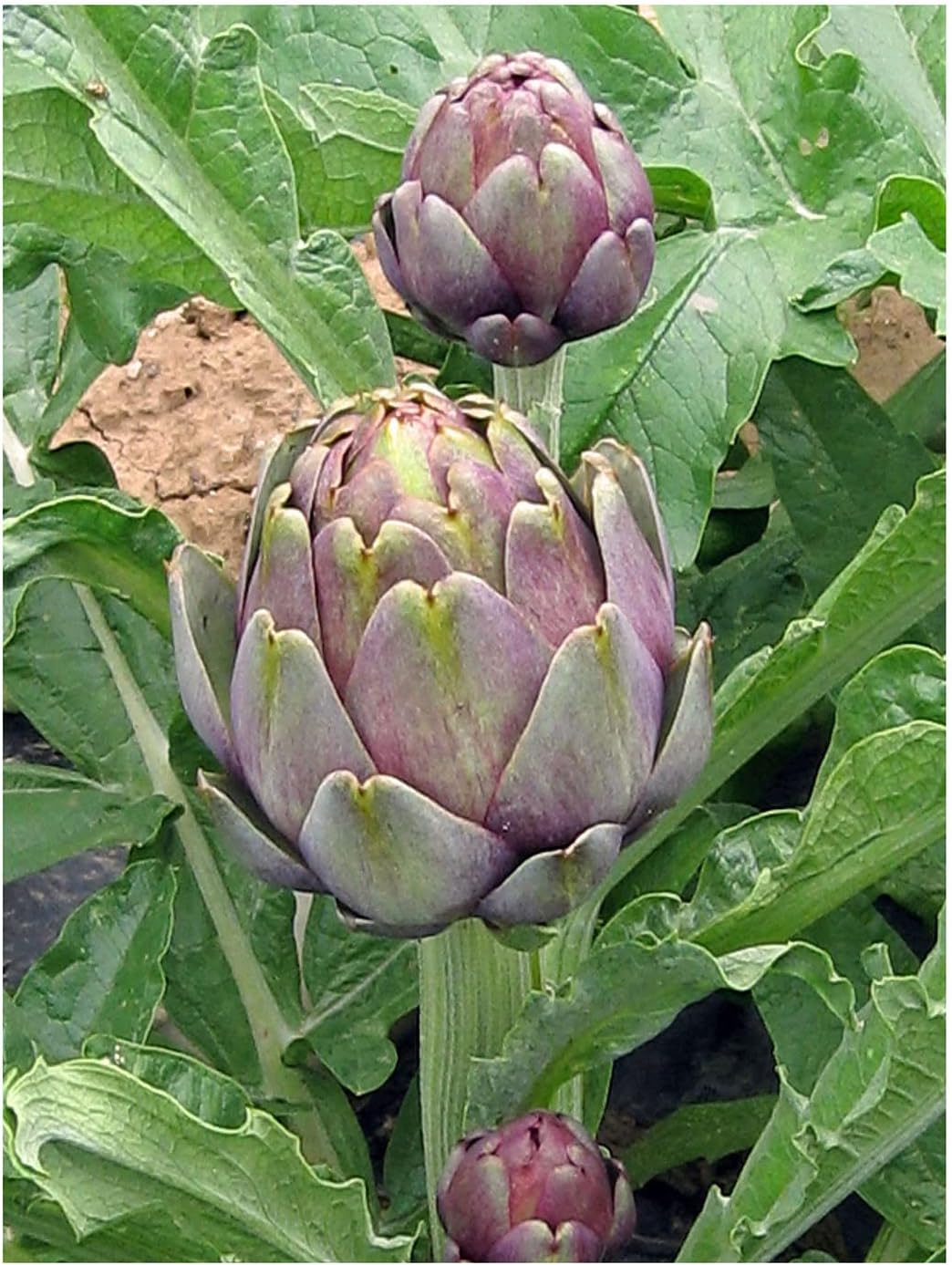 Purple artichoke 'Violetto di Chioggia' (Cynara scolymus) approx. 20 seeds - Image 4