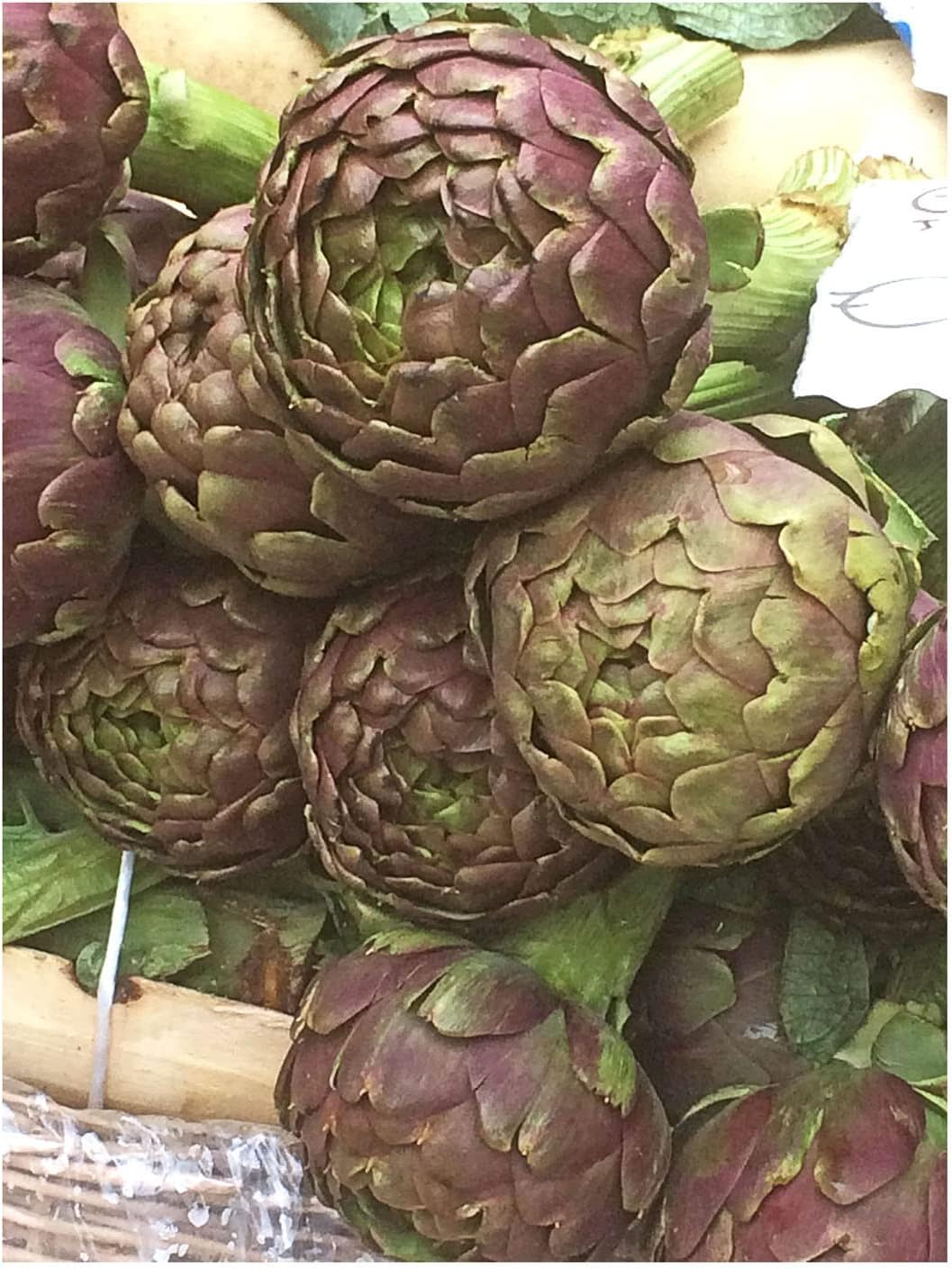 Purple artichoke 'Violetto di Chioggia' (Cynara scolymus) approx. 20 seeds - Image 5