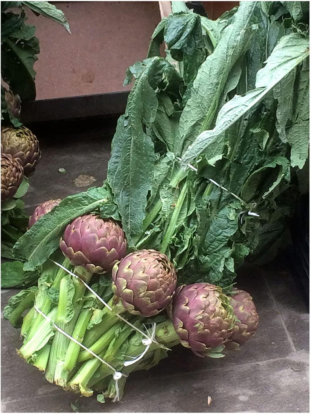 Purple artichoke 'Violetto di Chioggia' (Cynara scolymus) approx. 20 seeds - Image 6