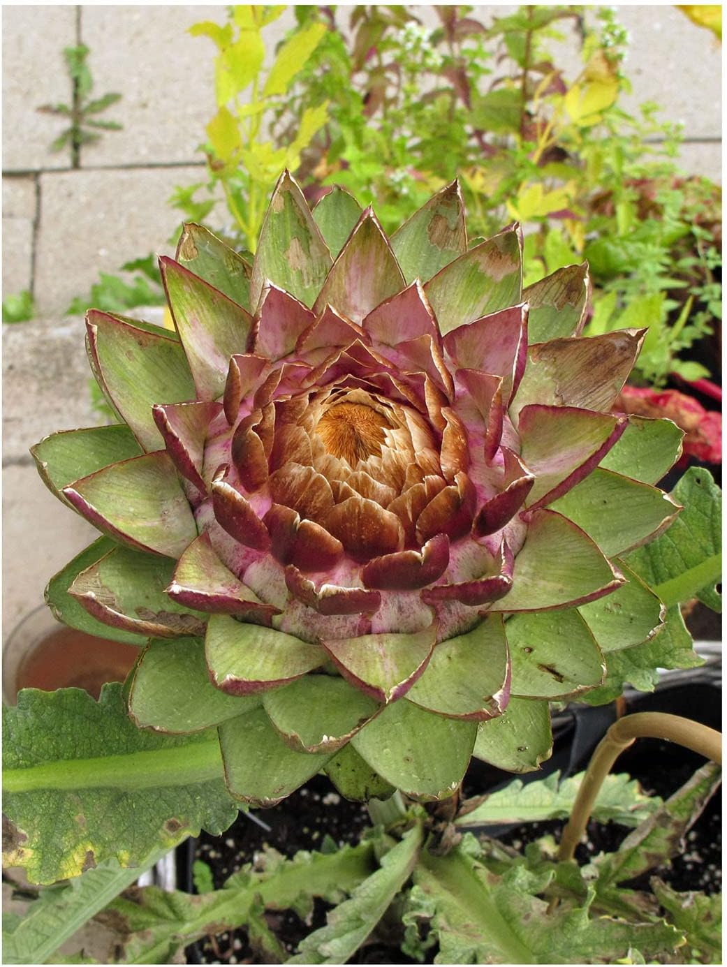 Purple artichoke 'Violetto di Chioggia' (Cynara scolymus) approx. 20 seeds - Image 7