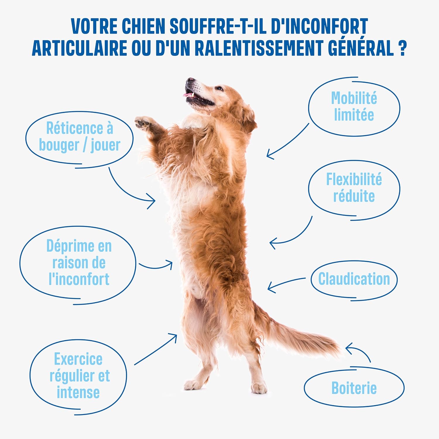 ivvi Hip and Joint Chien - 60 Friandises au Poulet Articulations, Arthrose | Complément Alimentaire Hautement Concentré, MSM, Moule à Lèvres Vertes, Glucosamine, 270g - Image 4