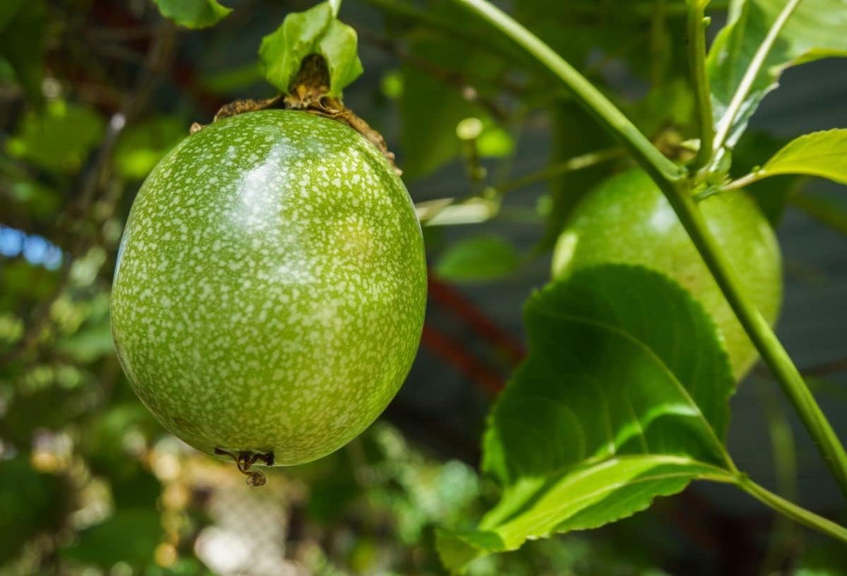 25 Passiflora Edulis Passiflora Seeds - Edible Climbing Plant from South America - Image 3