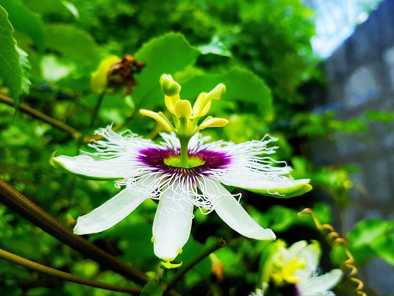 25 Passiflora Edulis Passiflora Seeds - Edible Climbing Plant from South America - Image 4