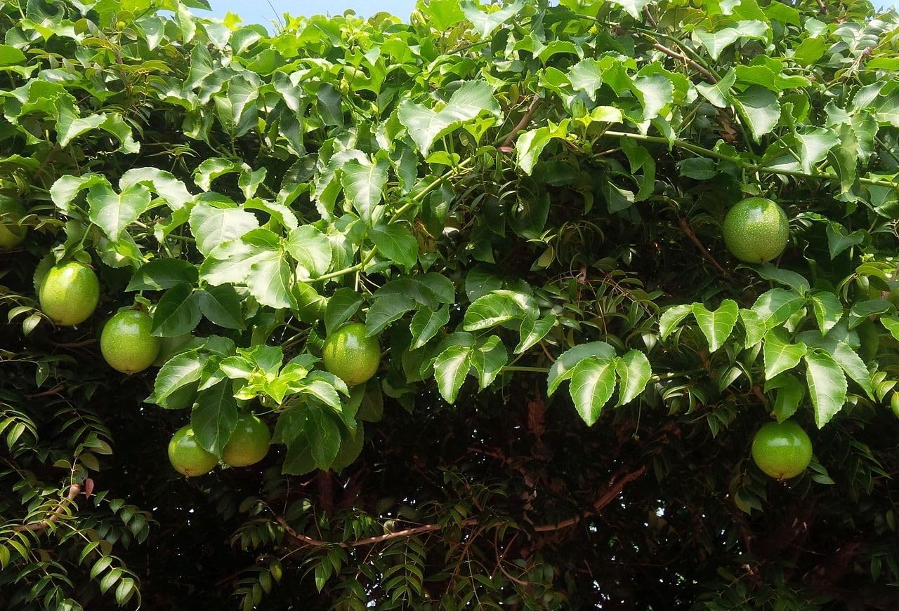 25 Passiflora Edulis Passiflora Seeds - Edible Climbing Plant from South America - Image 5