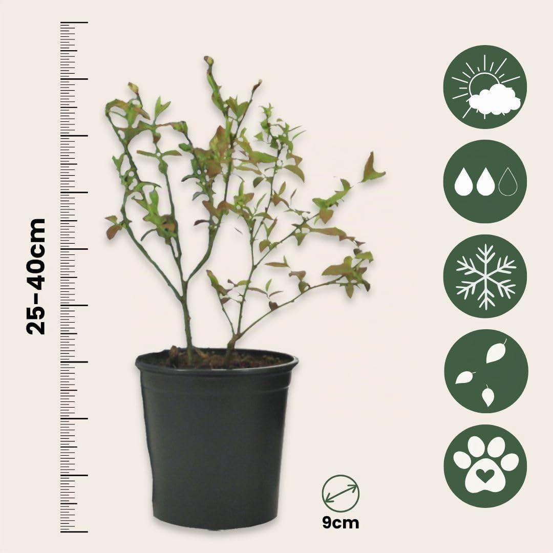 Plant in a Box - Smoothie Mix 4 - Goji Berry, Blueberry, Cranberry, Kiwi Berry - Rustic Fruit Trees - Pot 9 cm - Height 25-40 cm - Image 5