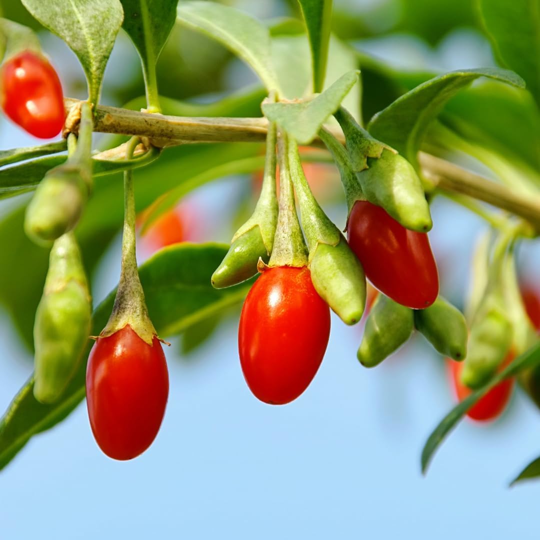 Goji Barbarum – Plant from Fruit on Vase 10×10 cm – Height 40~50 cm – 1 Year Old - Image 3