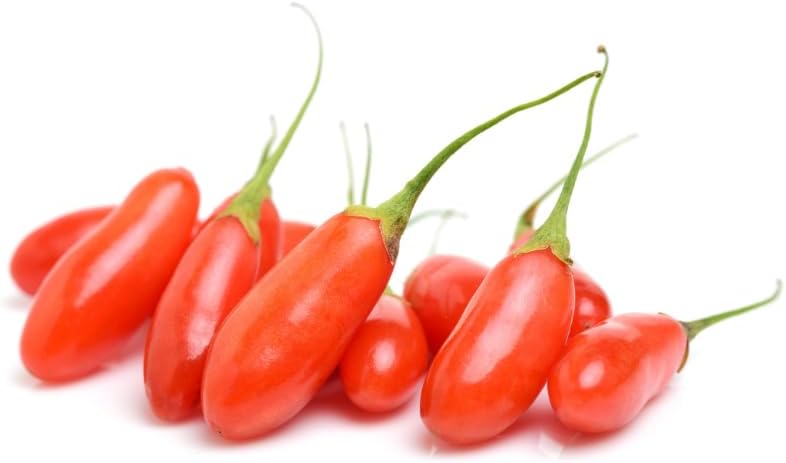 Goji Barbarum – Plant from Fruit on Vase 10×10 cm – Height 40~50 cm – 1 Year Old - Image 4