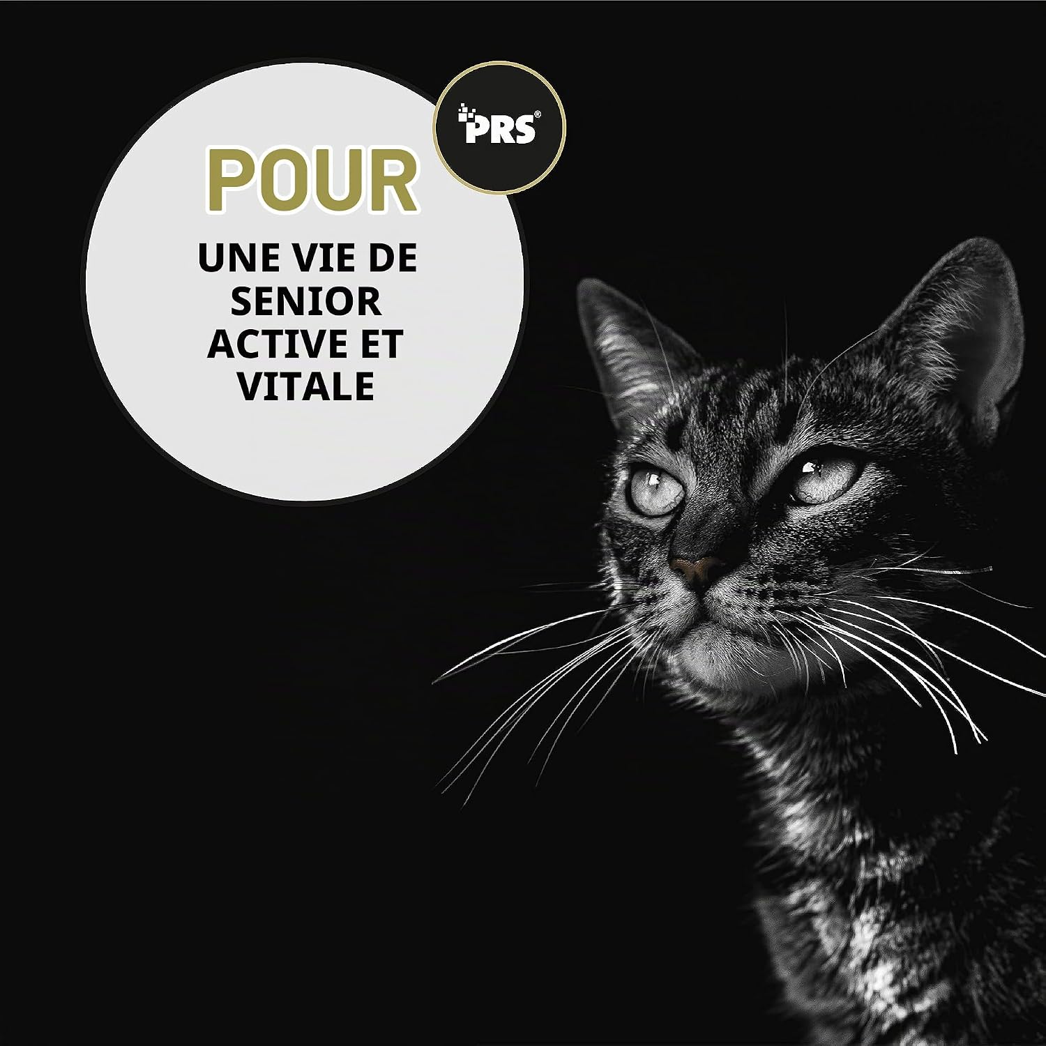Peticare Senior Active Vital Mix Powder for Aged Cats | Natural Food Supplement with Green Mussel, MSM, Turmeric | Immune Boosts & Deficiencies | petCat Health 3603 (100 g) - Image 7